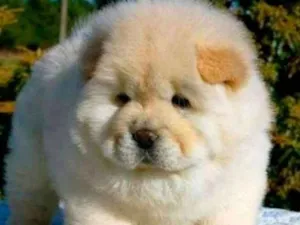 Cachorro raça Chow Chow idade 2 a 6 meses nome princesa