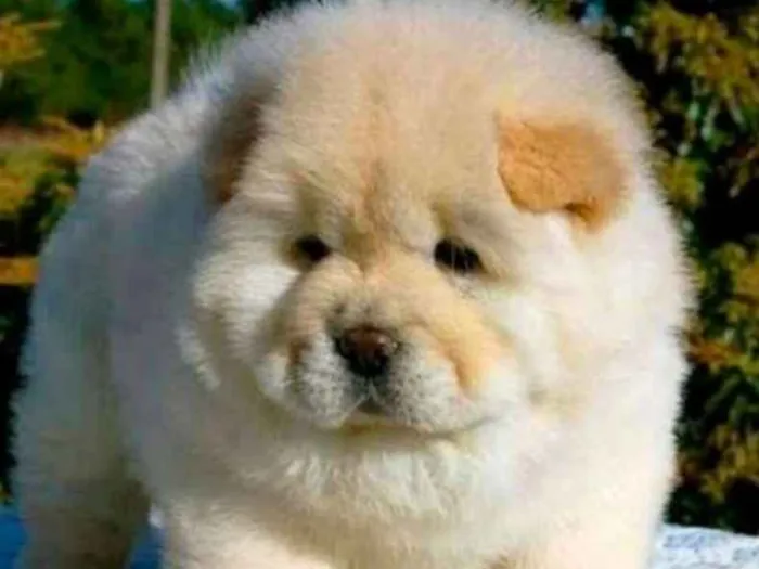 Cachorro ra a Chow Chow idade 2 a 6 meses nome princesa