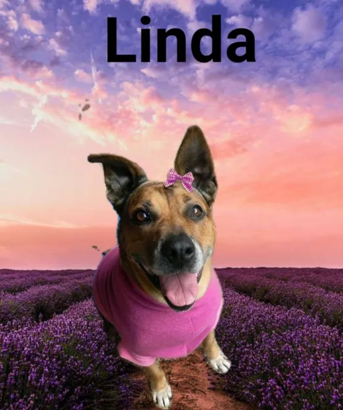 Cachorro ra a Mix de Pit idade 6 ou mais anos nome Linda