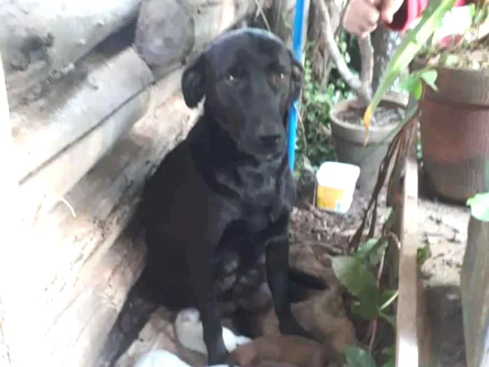 Cachorro ra a SRD idade 5 anos nome Nina e filhotes