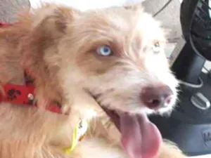 Cachorro raça Mistura de Husky Podloo  idade 1 ano nome Luck