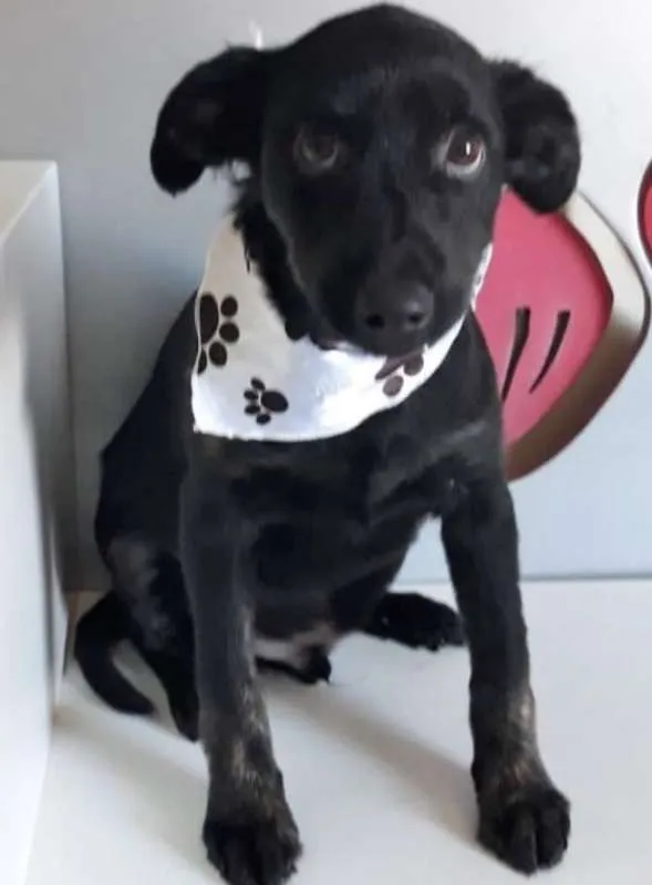 Cachorro ra a SRD idade  nome ONIX