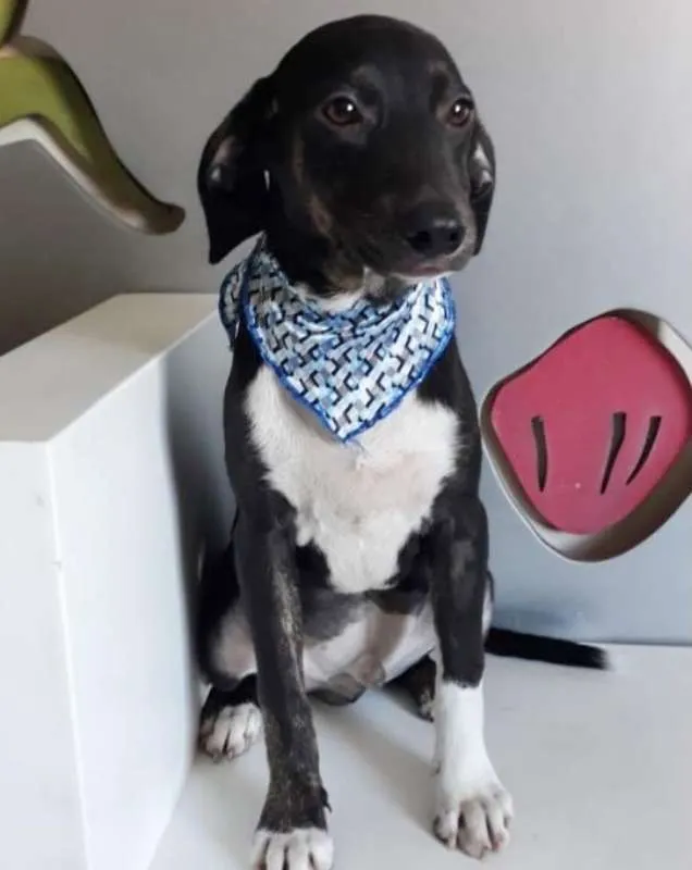 Cachorro ra a SRD idade 2 a 6 meses nome ZACK