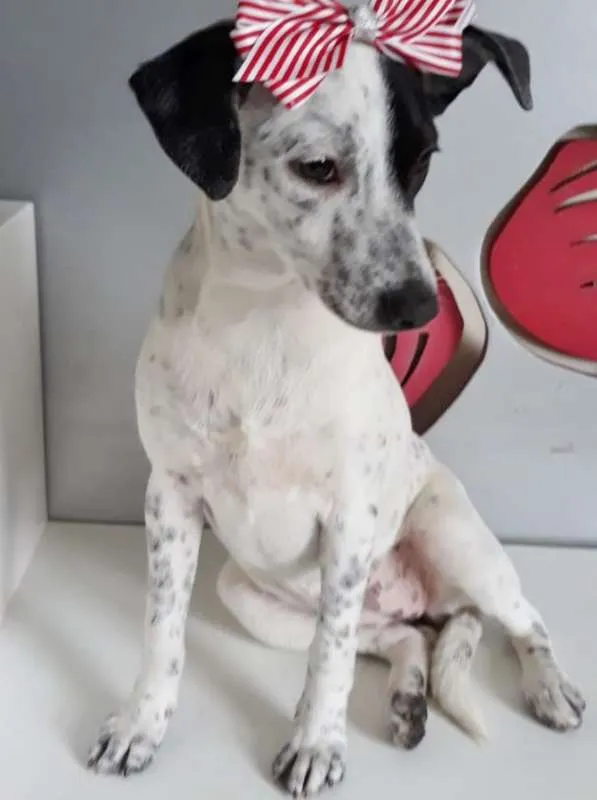 Cachorro ra a SRD idade  nome CLOTILDE