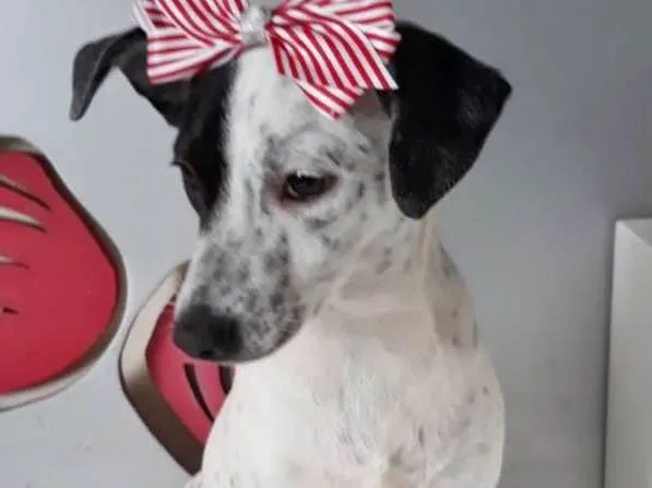 Cachorro ra a SRD idade  nome CLOTILDE
