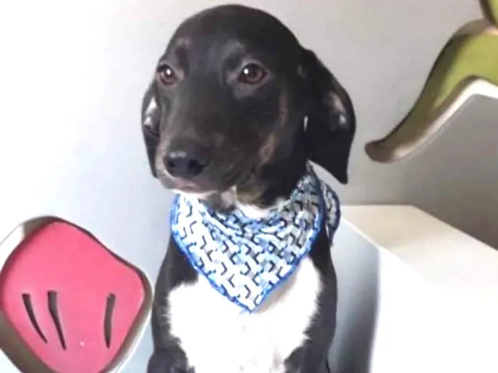 Cachorro ra a SRD idade 2 a 6 meses nome ZACK