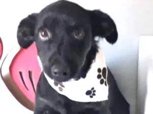 Cachorro raça SRD idade  nome ONIX