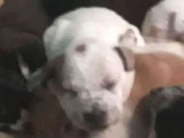 Cachorro ra a SRD idade 5 anos nome Nina e filhotes