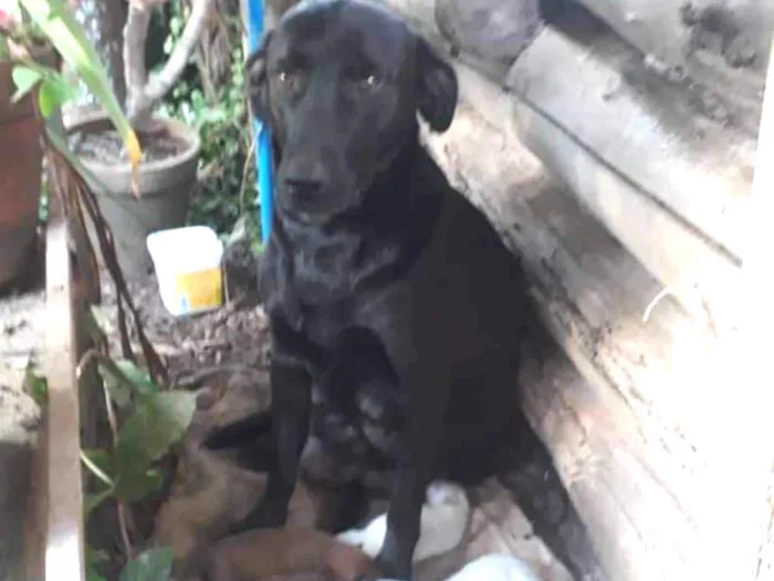 Cachorro ra a SRD idade 5 anos nome Nina e filhotes