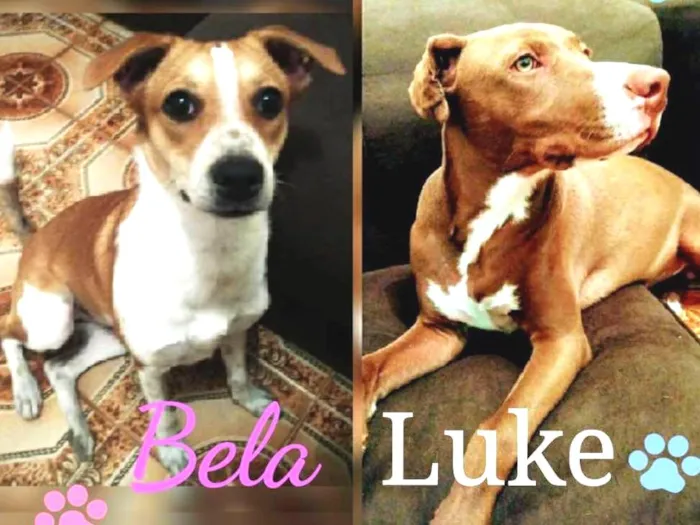 Cachorro ra a pitbull idade 1 ano nome Luke e BelA