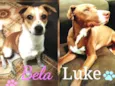 Luke e BelA