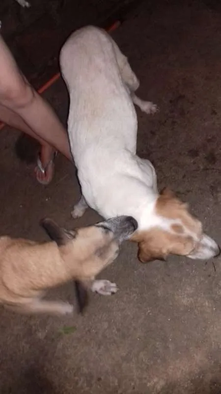 Cachorro raça Não definida idade 5 anos nome Cacau