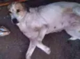 Cacau