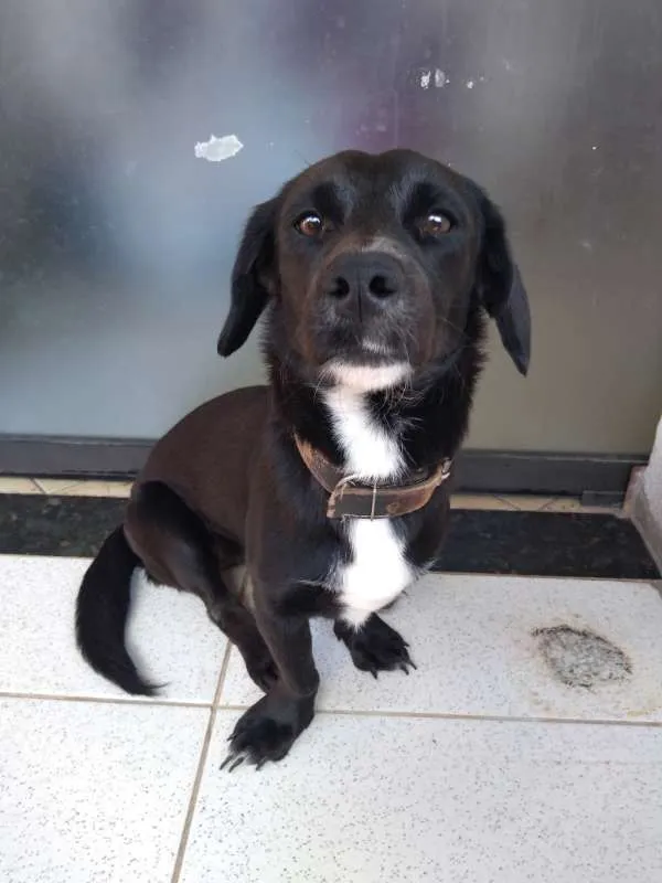 Cachorro raça  idade 1 ano nome Lylla
