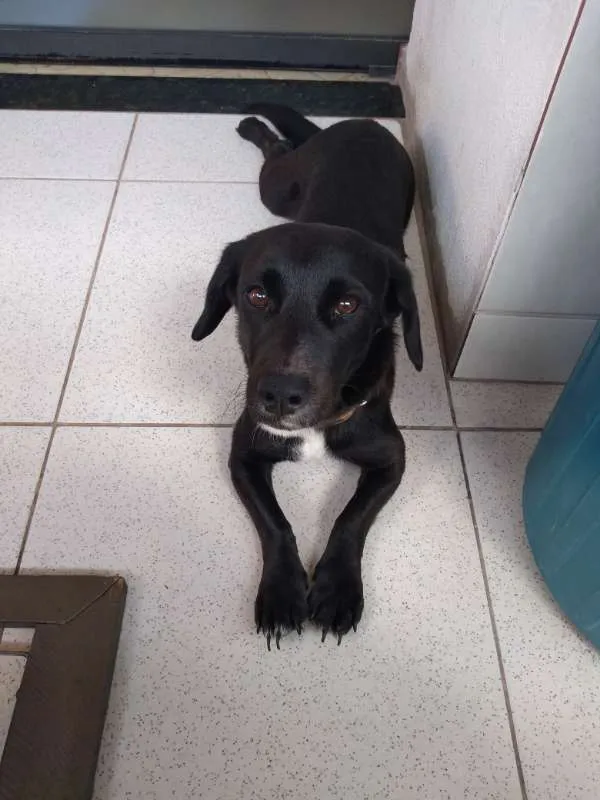 Cachorro raça  idade 1 ano nome Lylla