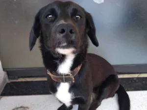 Cachorro raça  idade 1 ano nome Lylla
