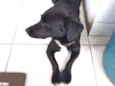Lylla