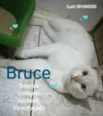 Bruce