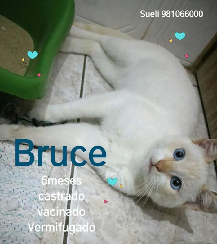 Gato ra a Srd idade 2 a 6 meses nome Bruce