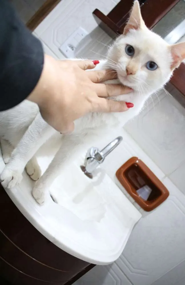 Gato ra a Srd idade 2 a 6 meses nome Bruce