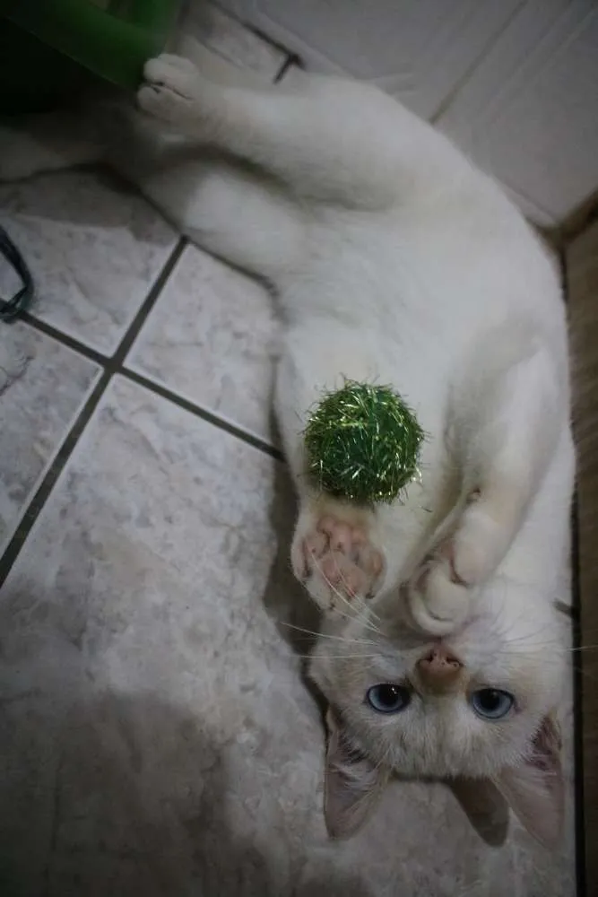Gato ra a Srd idade 2 a 6 meses nome Bruce