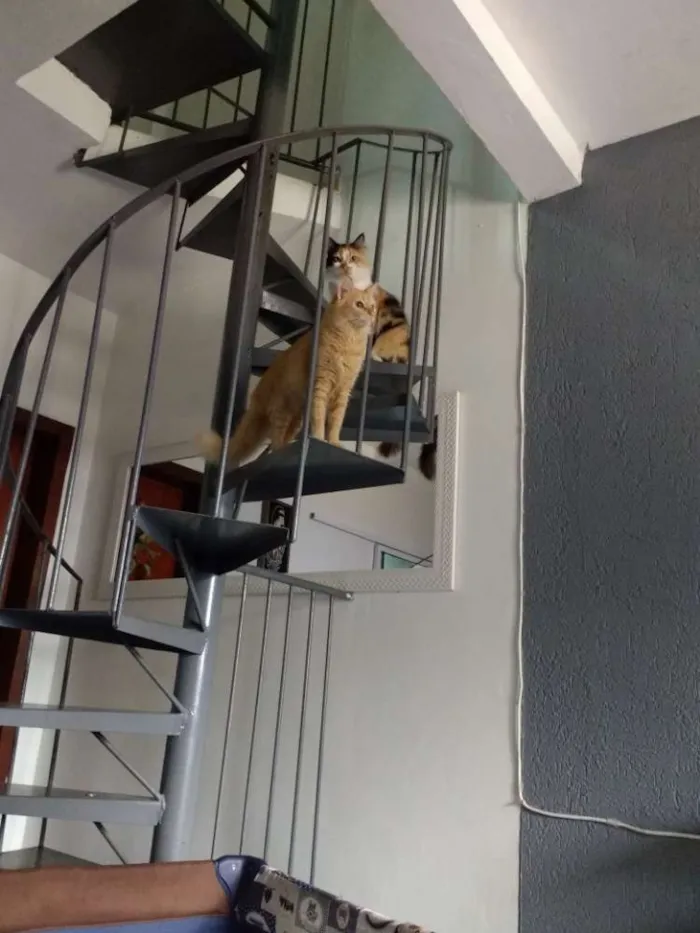 Gato ra a Angorá idade 1 ano nome Amarela