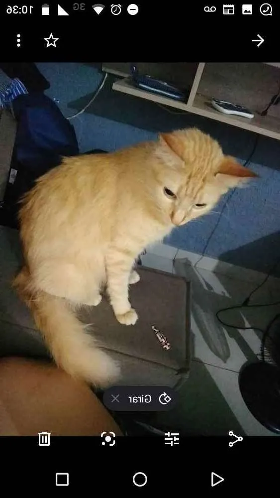 Gato ra a Angorá idade 1 ano nome Amarela