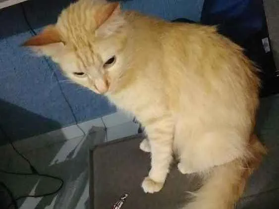Gato ra a Angorá idade 1 ano nome Amarela