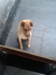 Marley