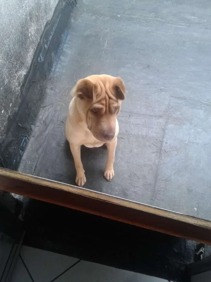 Cachorro ra a Sharpey idade 2 anos nome Marley