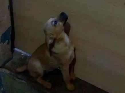 Cachorro ra a Pastor alemão idade 2 a 6 meses nome Mégui