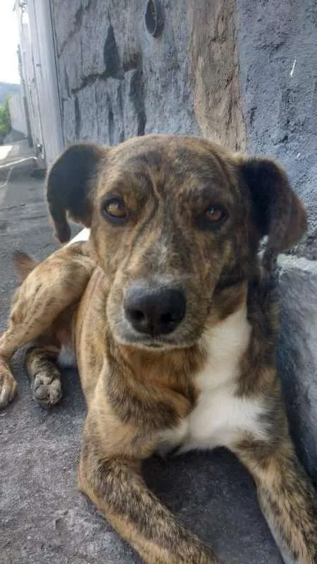 Cachorro ra a vira-lata idade 5 anos nome Tobby