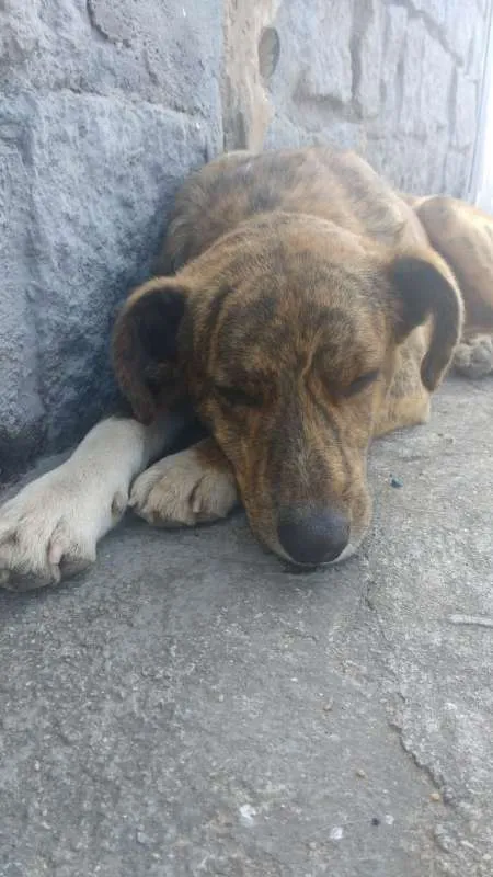 Cachorro ra a vira-lata idade 5 anos nome Tobby