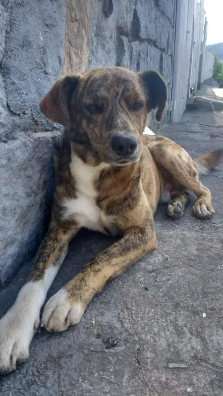 Cachorro ra a vira-lata idade 5 anos nome Tobby