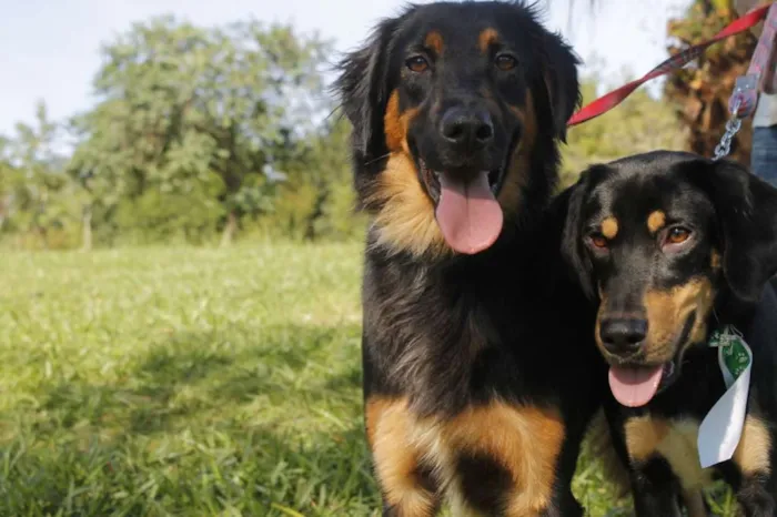 Cachorro ra a sr idade 7 a 11 meses nome irmãos