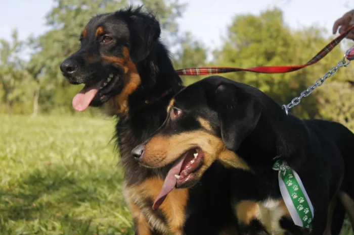 Cachorro ra a sr idade 7 a 11 meses nome irmãos