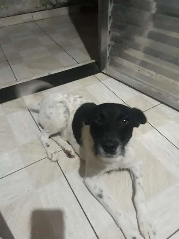 Gato ra a SRD idade 1 ano nome chorão