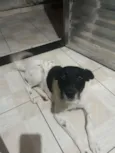 chorão
