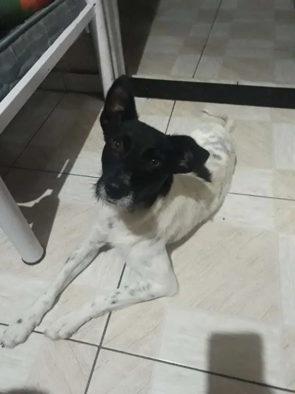 Gato ra a SRD idade 1 ano nome chorão
