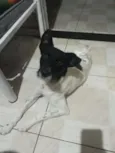 chorão