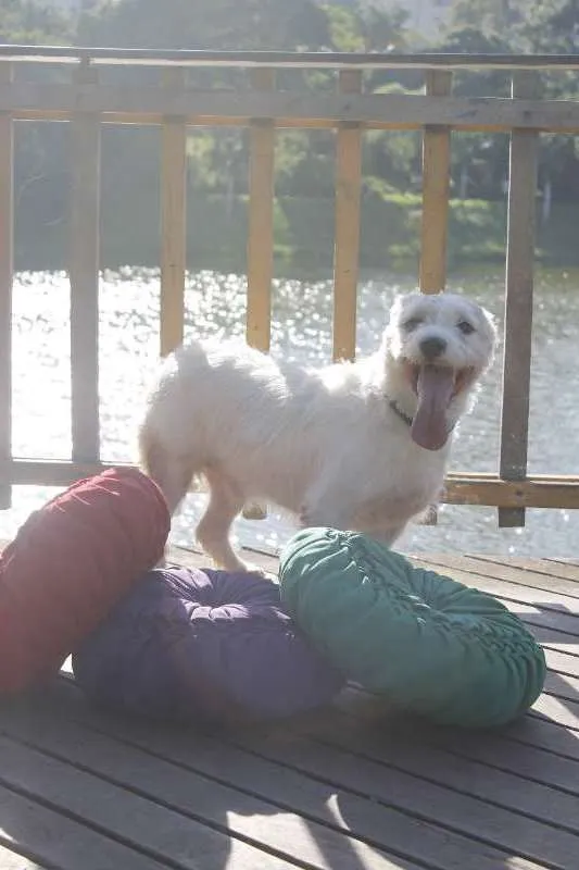 Cachorro ra a Poodle idade 4 anos nome max