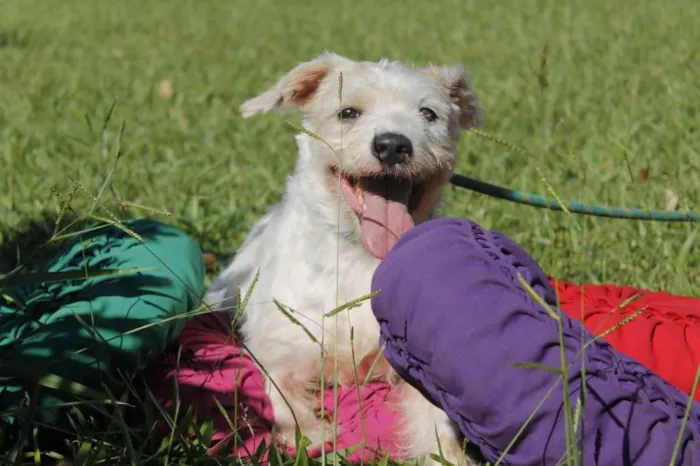 Cachorro ra a Poodle idade 4 anos nome max
