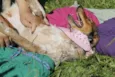 Cachorro raça SRD idade 7 a 11 meses nome gigi