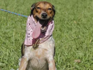 Cachorro raça SRD idade 7 a 11 meses nome gigi
