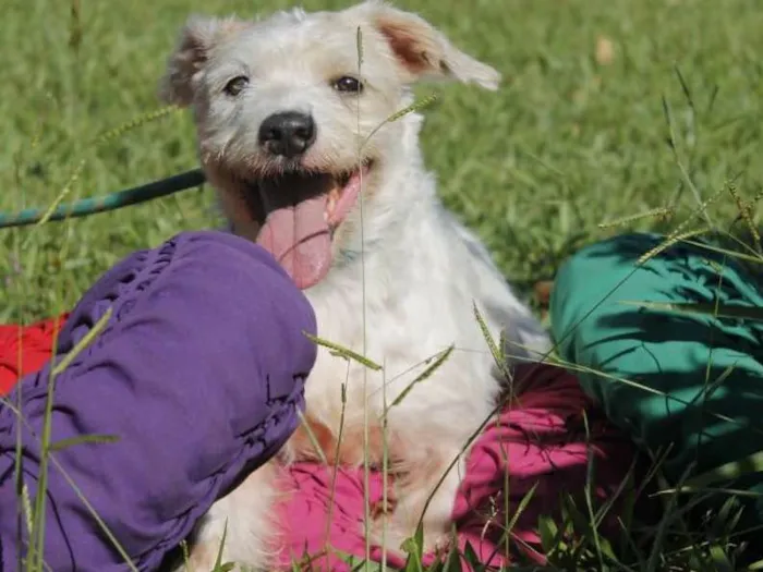 Cachorro ra a Poodle idade 4 anos nome max