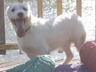Cachorro ra a Poodle idade 4 anos nome max