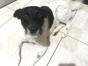 Gato raça SRD idade 1 ano nome chorão