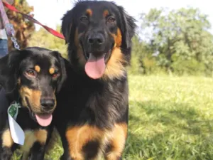Cachorro raça sr idade 7 a 11 meses nome irmãos