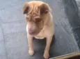 Marley