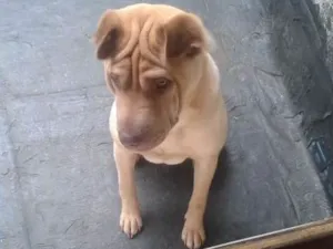 Cachorro raça Sharpey idade 2 anos nome Marley